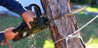 Trusted Scottdale, PA Tree Care Experts