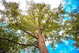 Best Lot and Land Clearing  in Scottdale, PA