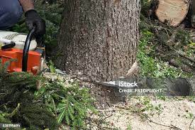 Best Tree Mulching  in Scottdale, PA