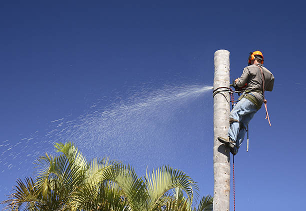 Best Tree Health Inspection  in Scottdale, PA