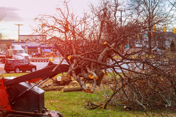 Best Stump Grinding and Removal  in Scottdale, PA