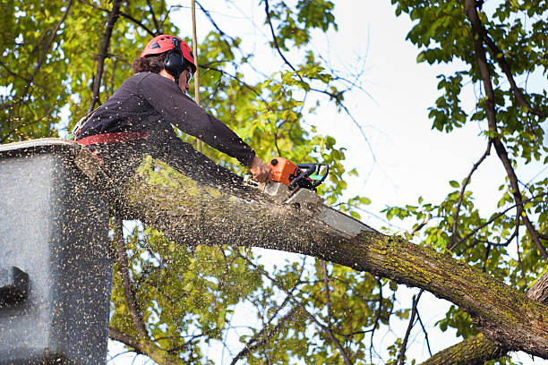 Best Lawn Pest Prevention  in Scottdale, PA