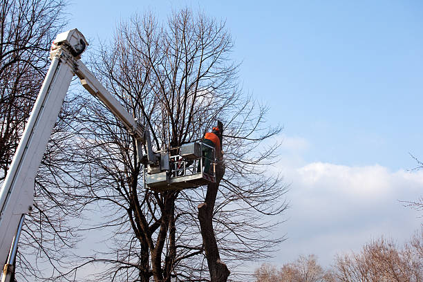 How Our Tree Care Process Works  in  Scottdale, PA