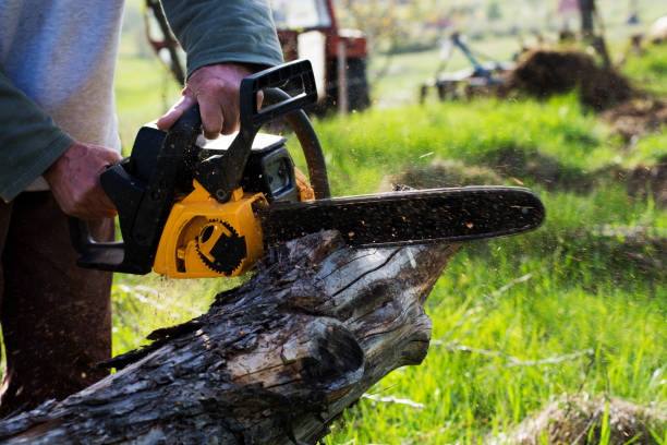 Best Tree Mulching  in Scottdale, PA