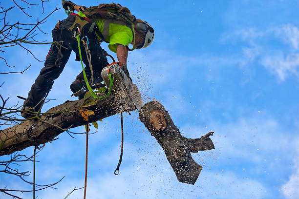 Best Root Management and Removal  in Scottdale, PA